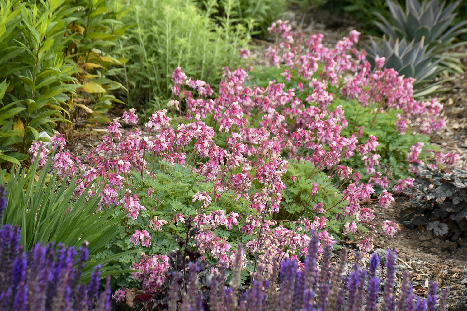 Dicentra